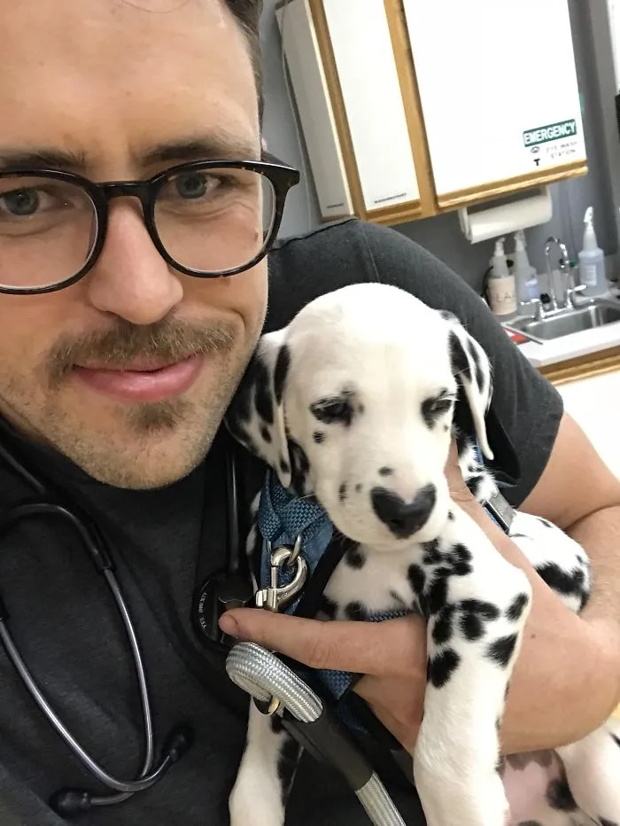 Person holding a Dalmatian puppy, showcasing one of the cutest puppies ever in a veterinary setting.