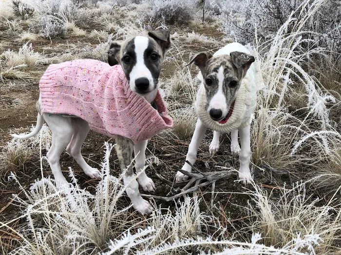 Two of the cutest puppies wearing sweaters stand in a frosty field.