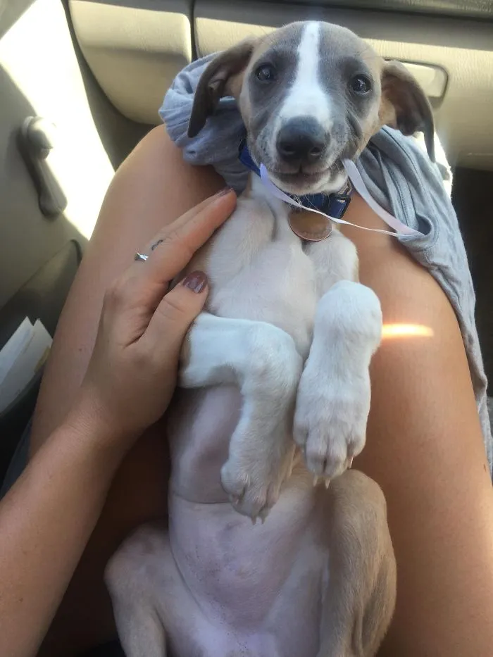 Whippet Puppy!