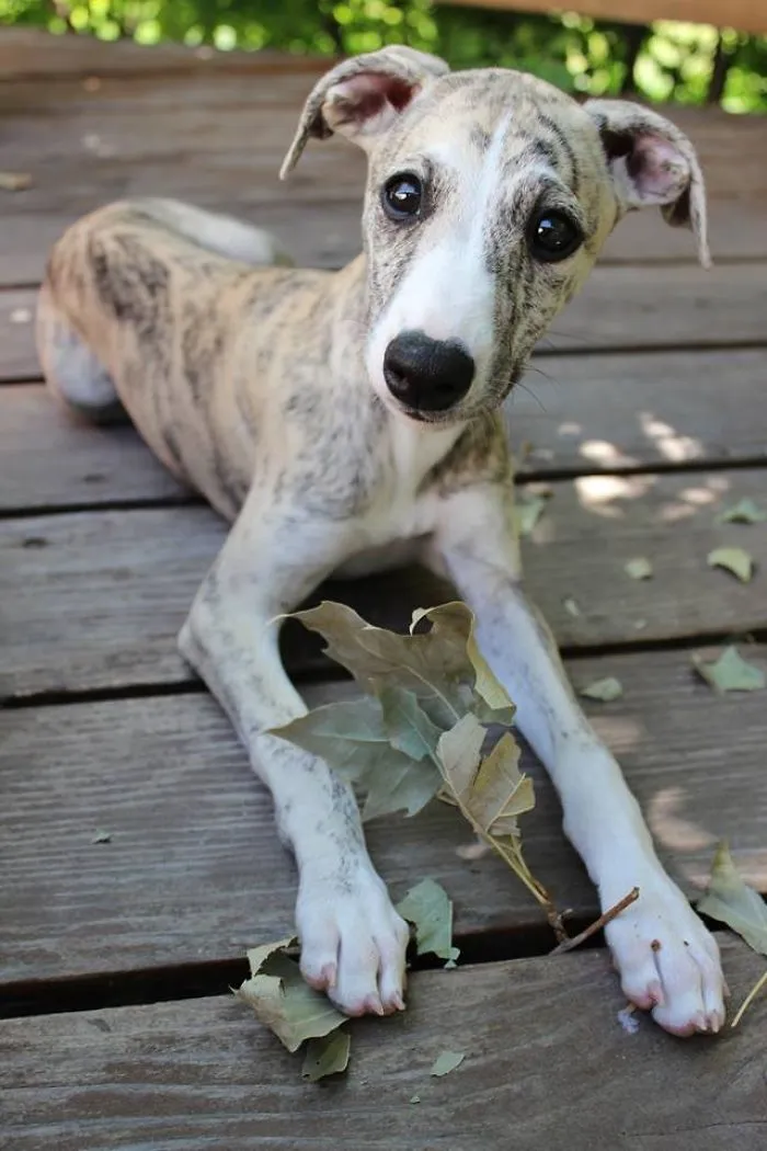 Introducing Tanny, Our New Puppy!