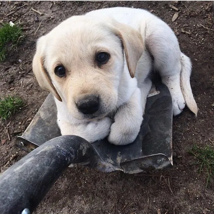 Adorable puppy sitting on a shovel in the dirt outside.