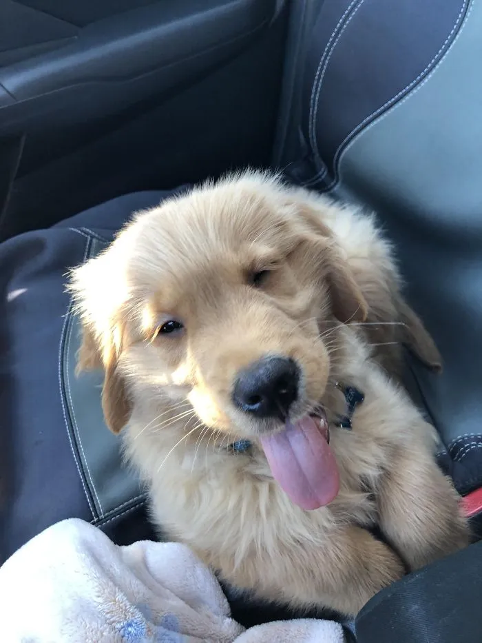 Cute puppy with a fluffy coat and tongue out, sitting on a car seat, displaying a playful expression.