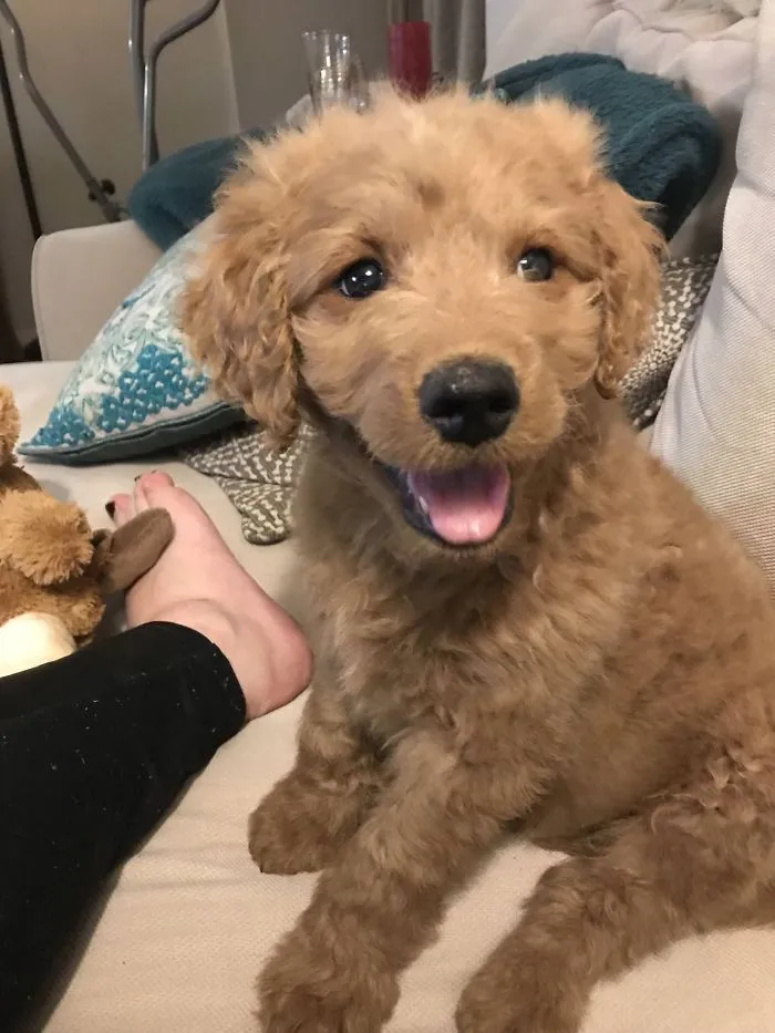 A cute puppy with curly fur sitting on a couch, showing a happy expression.