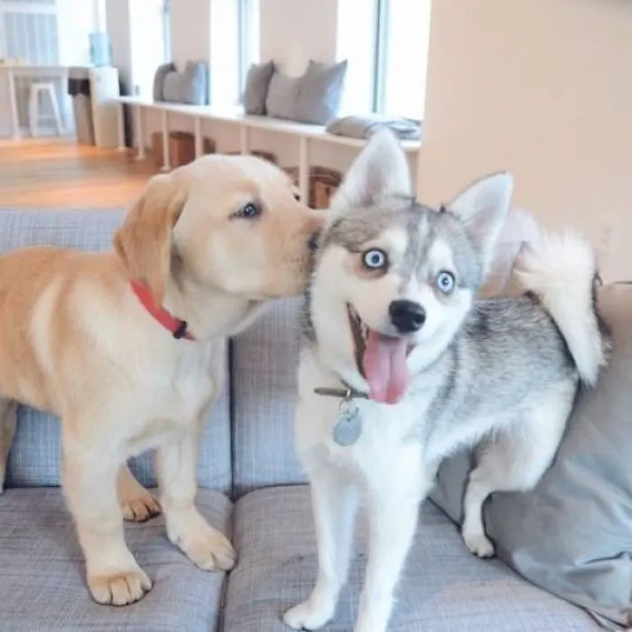 Two cute puppies playing on a sofa, a golden retriever and a husky with blue eyes.