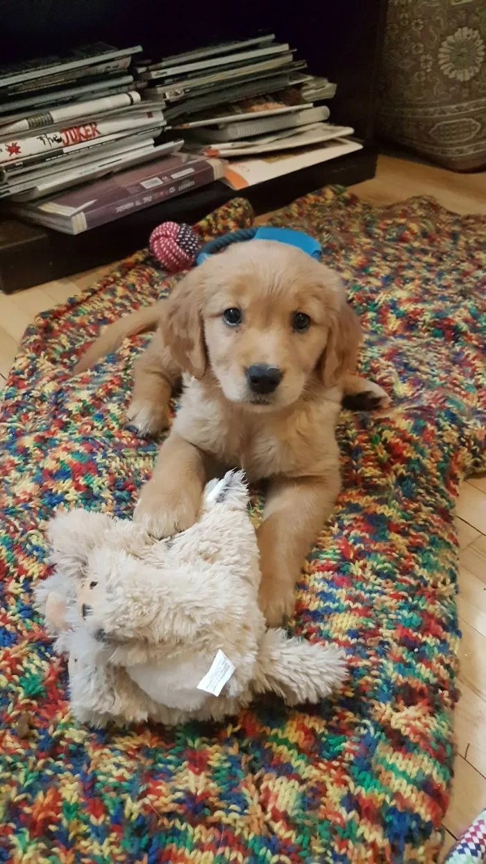 Cute puppy on a colorful blanket, playing with a plush toy.