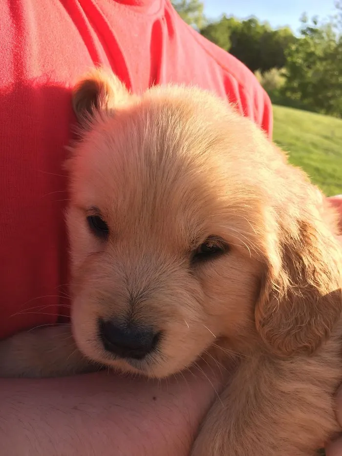 Cute puppy snuggled up in a person's arms outdoors.
