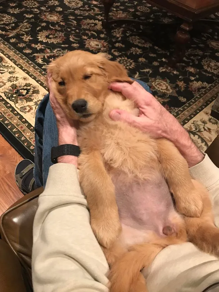 Cute puppy resting comfortably on a person's lap, surrounded by a patterned carpet.