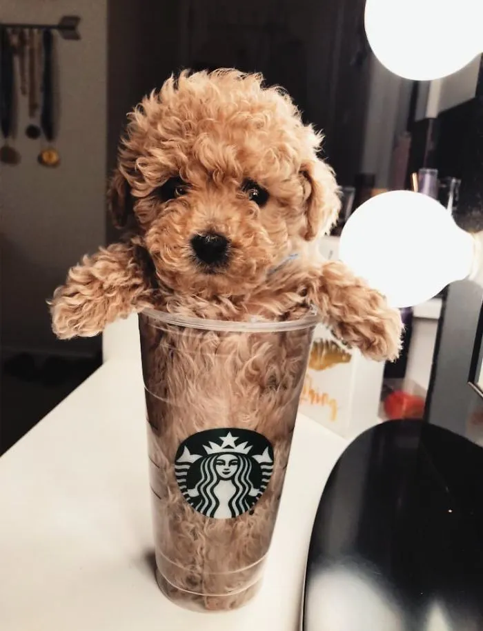 Cute puppy sitting inside a Starbucks cup on a desk.