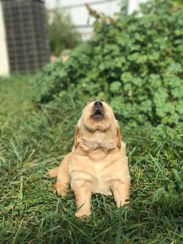 Cute puppy lying on the grass, head tilted back playfully.