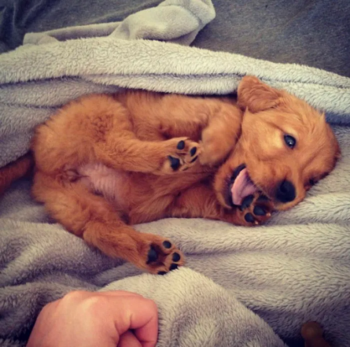 A cute puppy lying playfully on a soft gray blanket.