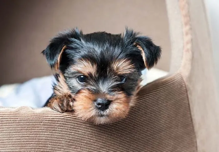 A cute puppy peeking out of a cozy bed with a fluffy coat and bright eyes.