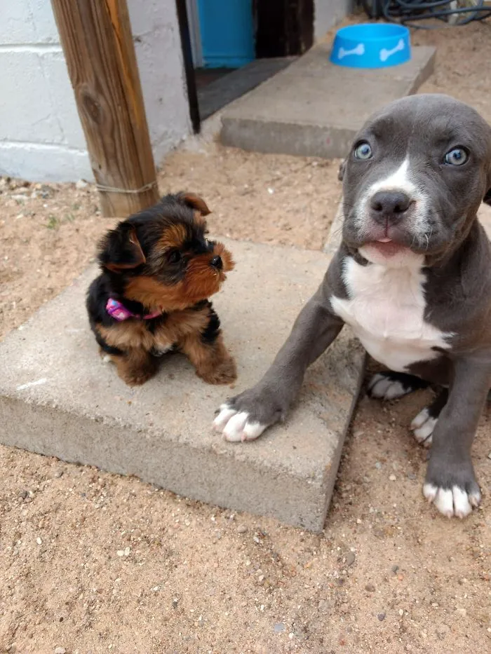 Two adorable puppies, a small fluffy one and a larger gray one, sitting together on a cement block.