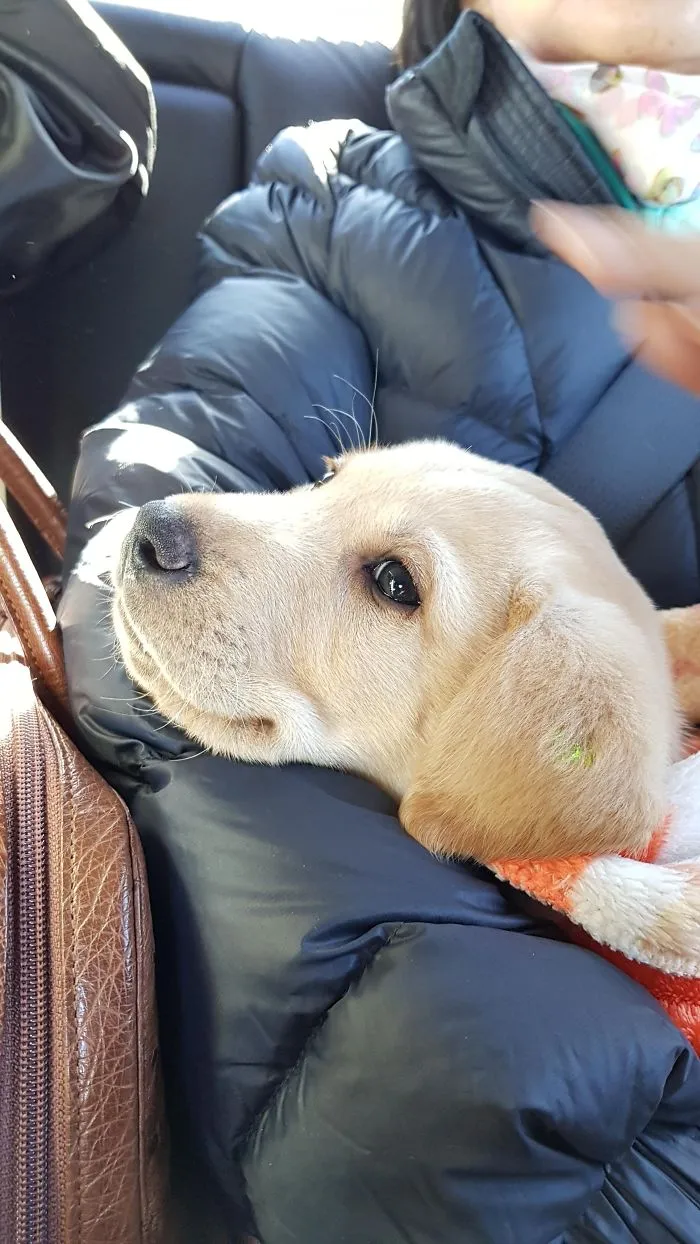 Cute puppy resting its head on a warm jacket during a car ride.