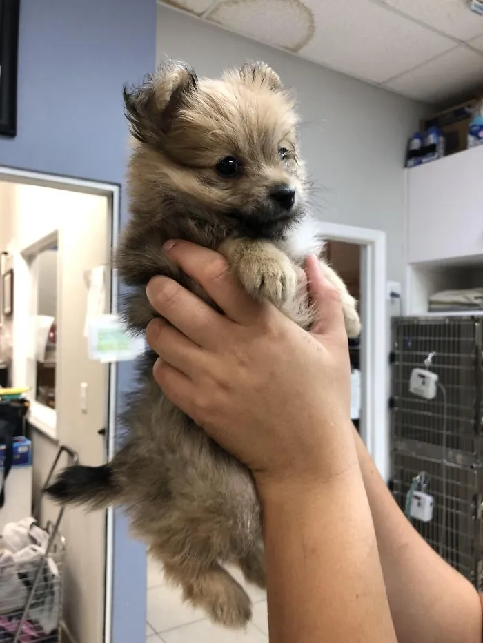 Cute puppy being held gently indoors, looking curious and adorable.