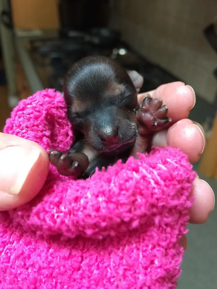 Tiny puppy sleeping in pink knitted blanket, one of the cutest puppies.