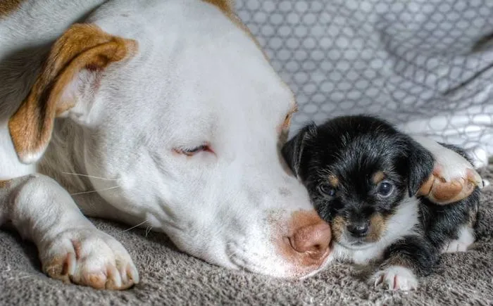 Cutest puppies cuddling on a cozy blanket.