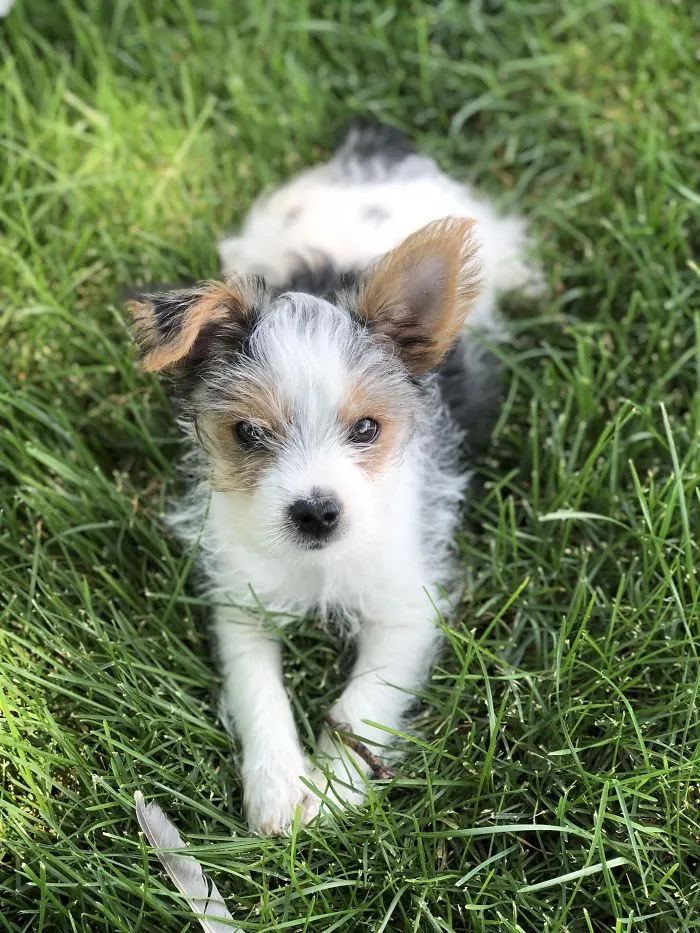 Adorable puppy lying in the grass, showcasing its cute furry face and large ears.