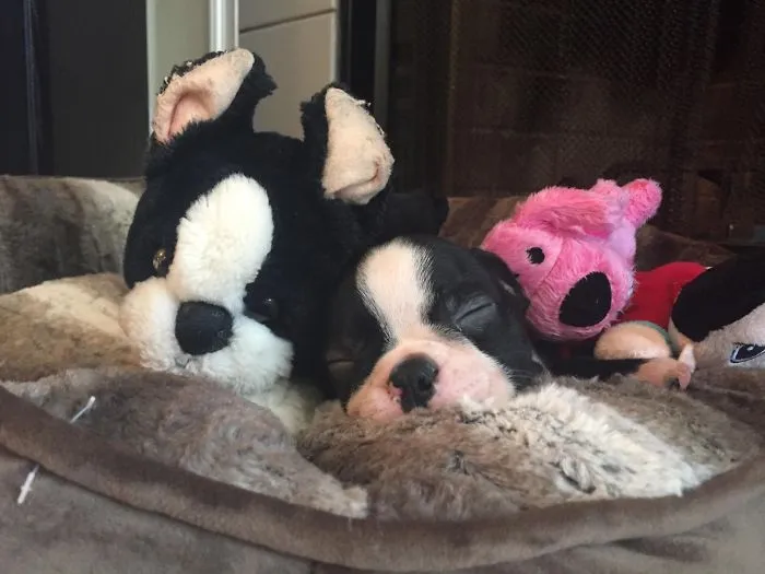 Sleeping puppy with plush toys, showcasing one of the cutest puppies ever.