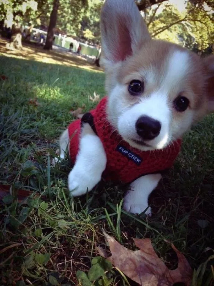 Cute puppy in a red sweater on grass, looking curious and playful.