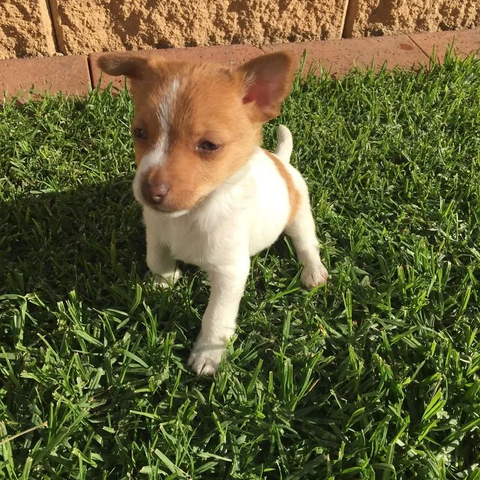 A cute puppy standing on fresh green grass in the sunlight.