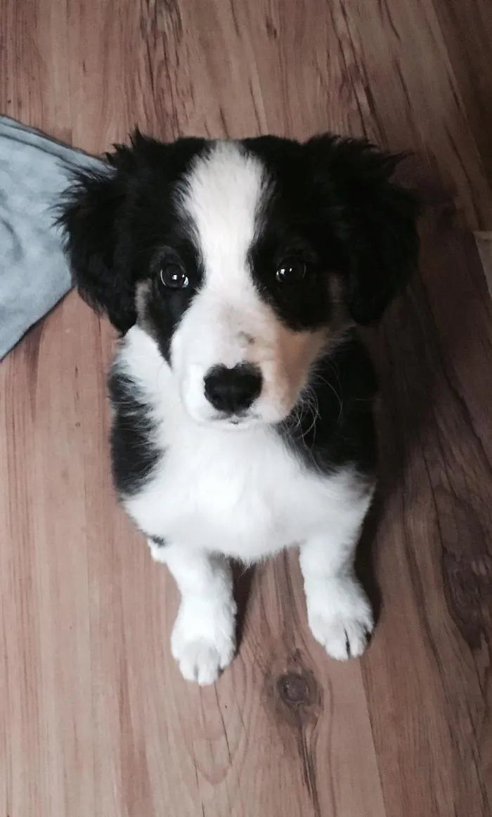 Cute puppy with black and white fur sitting on a wooden floor.