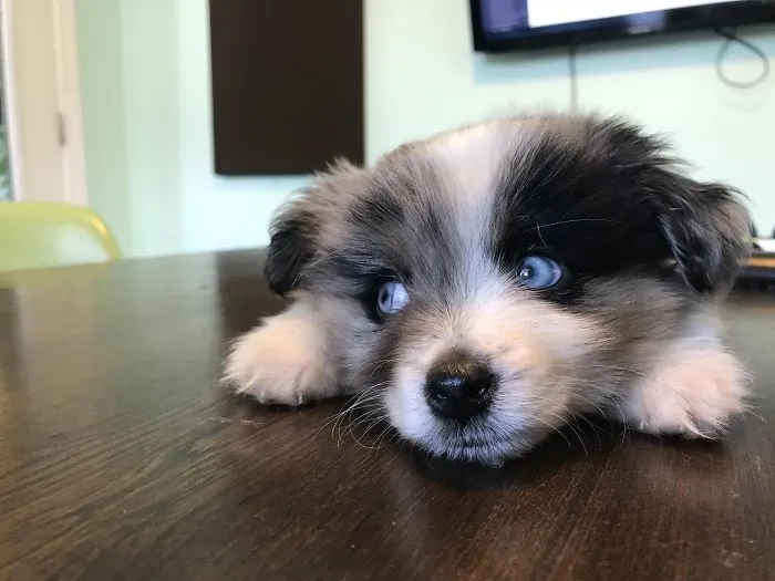 Adorable puppy with blue eyes lying on a table, showcasing its cuteness.