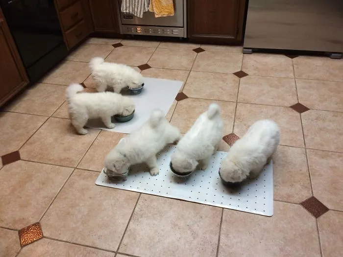 Fluffy white puppies eating from bowls on a kitchen floor.