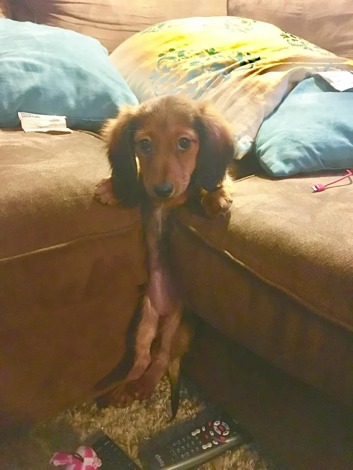 A cute puppy wedged between couch cushions, looking adorable and curious.