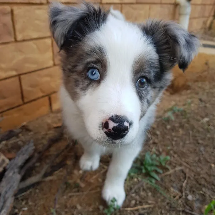 Adorable puppy with striking blue eyes and fluffy ears standing on dirt near a brick wall.