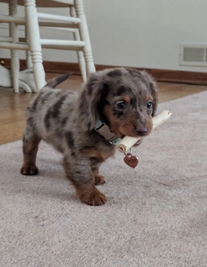 A cute puppy with a speckled coat plays on a carpet, holding a small rolled-up paper in its mouth.