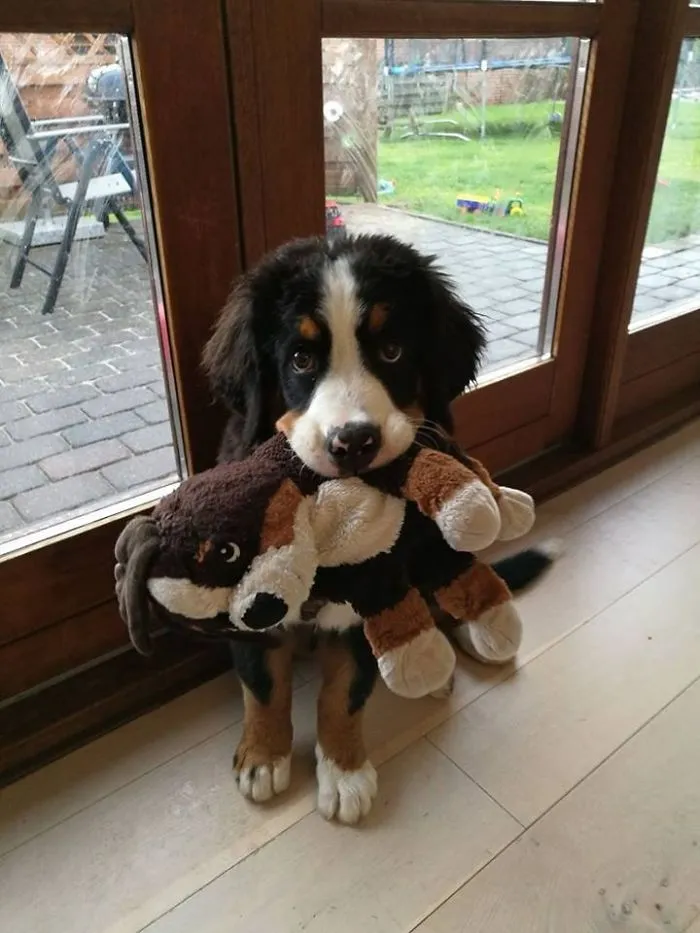 Cute puppy holding a stuffed toy, standing by a glass door, showcasing adorable charm.