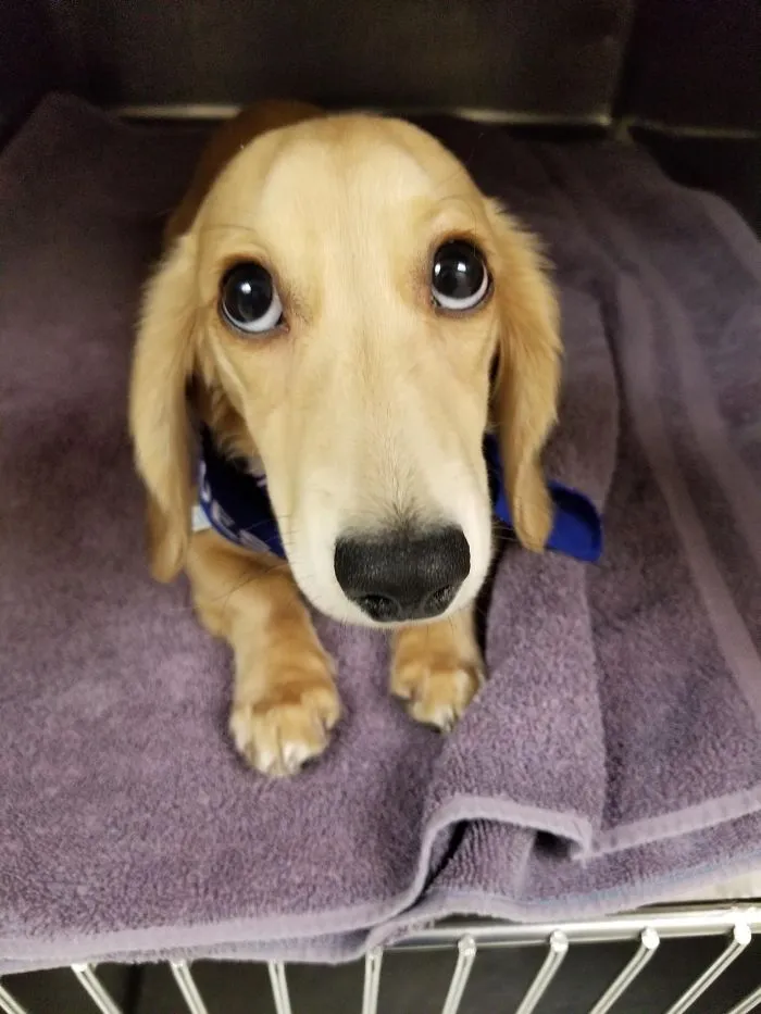 Cute puppy with big eyes sitting on a purple towel.
