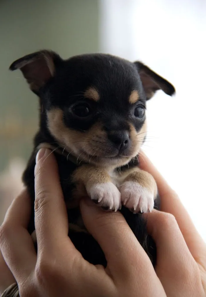 Cute puppy held gently in hands, showcasing its tiny paws and adorable face.