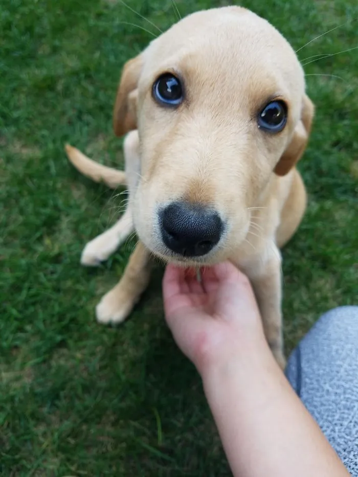 Cute puppy with big eyes on grass, being gently petted.