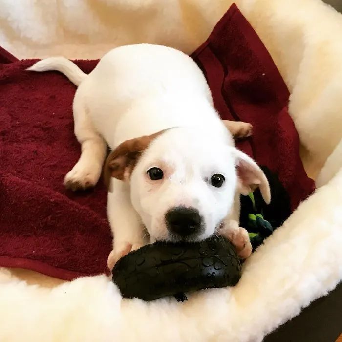 A cute puppy lying on a red blanket, chewing on a black toy.