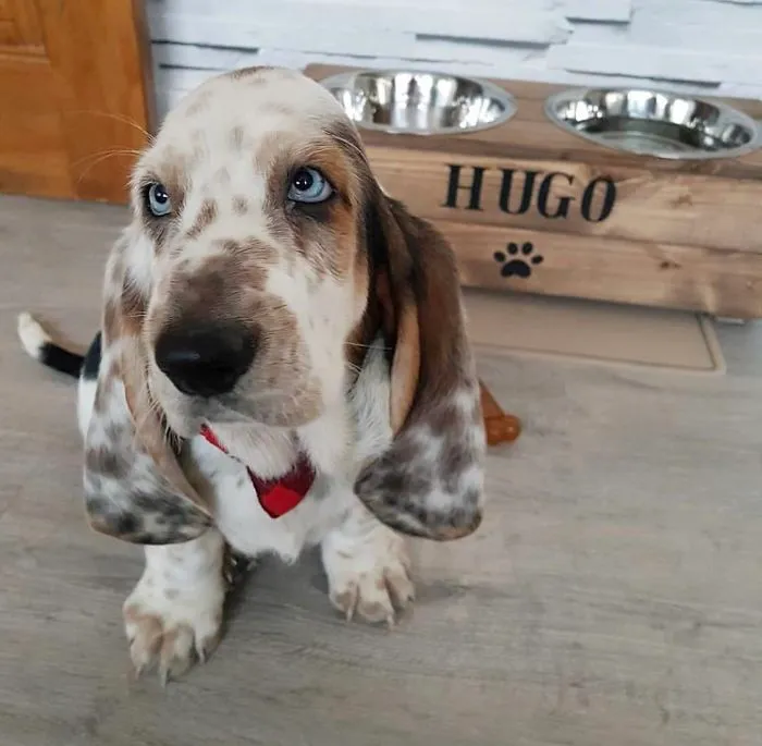 A cute puppy with blue eyes and a spotted coat sits by a wooden food stand labeled "HUGO".