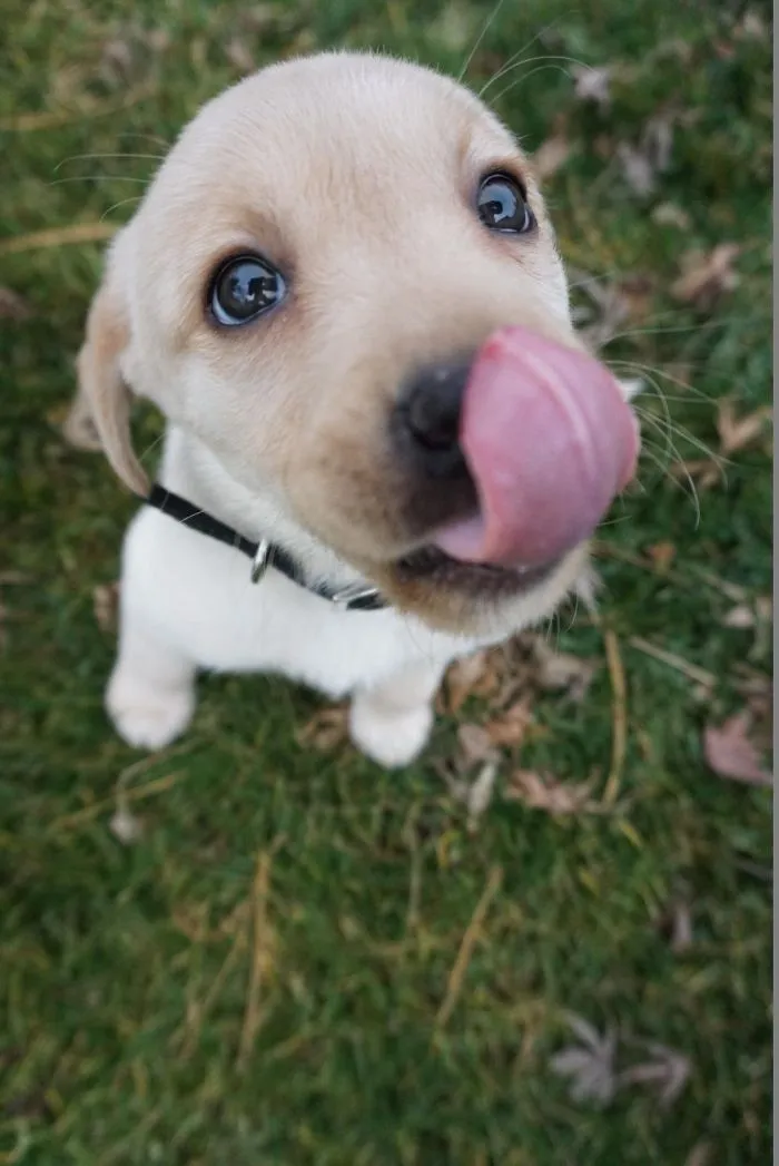 A cute puppy with big eyes and a black collar licking its nose while standing on grass.