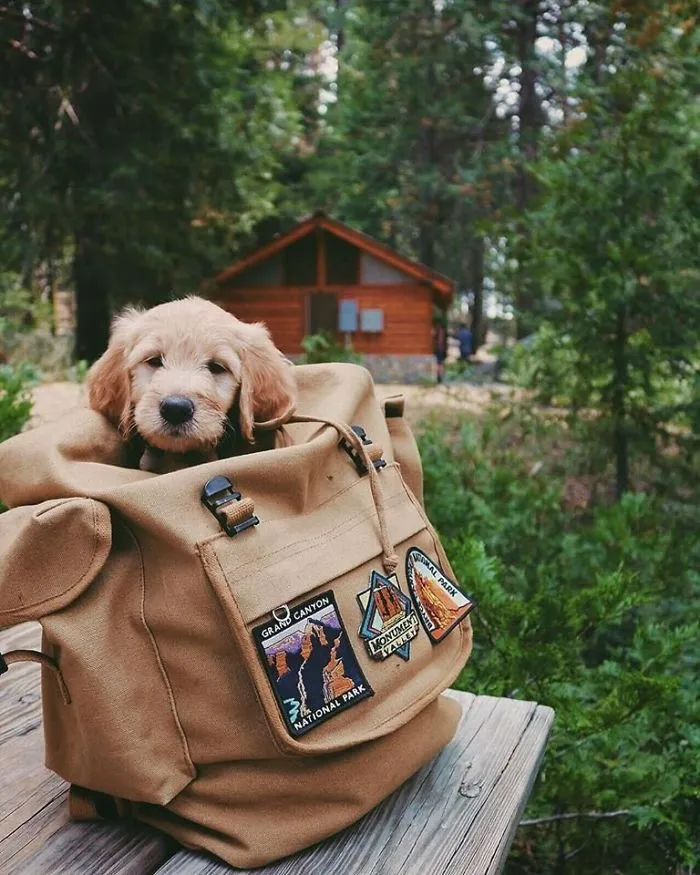 A cute puppy peeking out of a backpack in a forest setting with a cabin in the background.