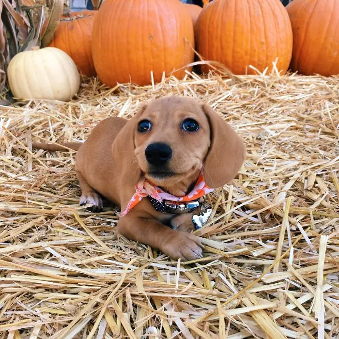 Cute puppy lying on straw with pumpkins in the background.