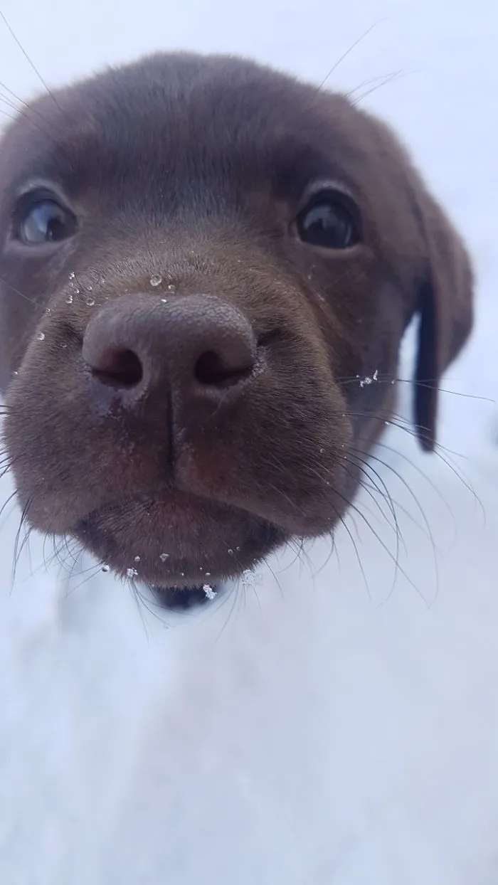 Close-up of a cute puppy's face with snowflakes on its nose.