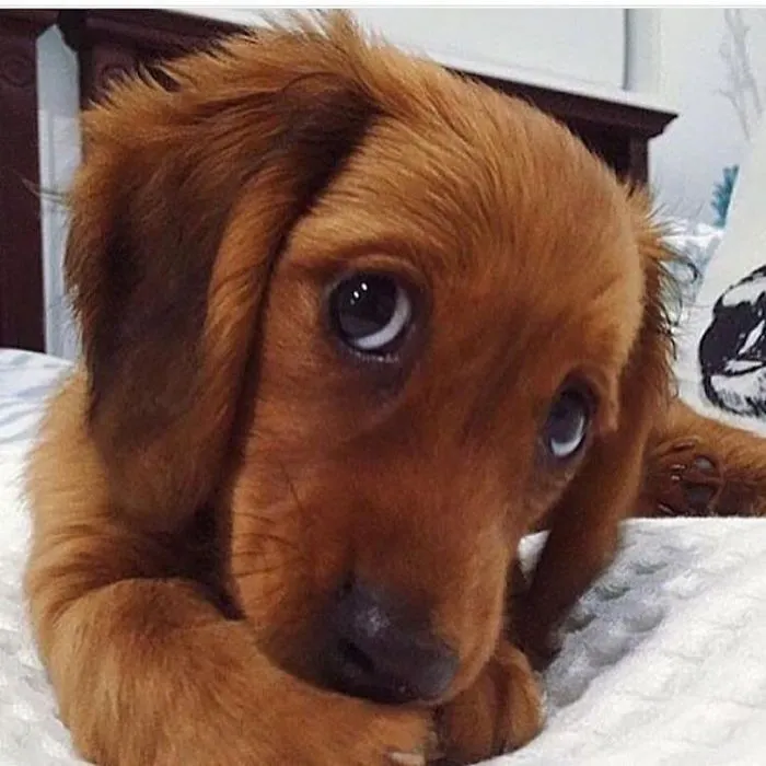 Adorable puppy with big eyes lying on a soft blanket, showcasing the cutest puppies ever.