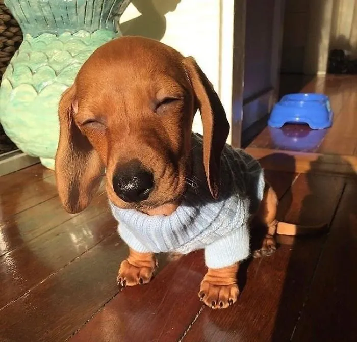 Demasiado adorable