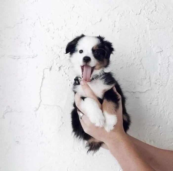 A cute puppy being held against a white textured wall, eyes wide and mouth open.