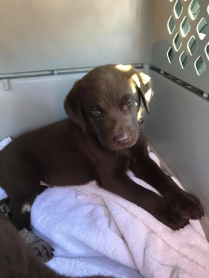 A cute puppy resting on a soft white blanket inside a carrier.