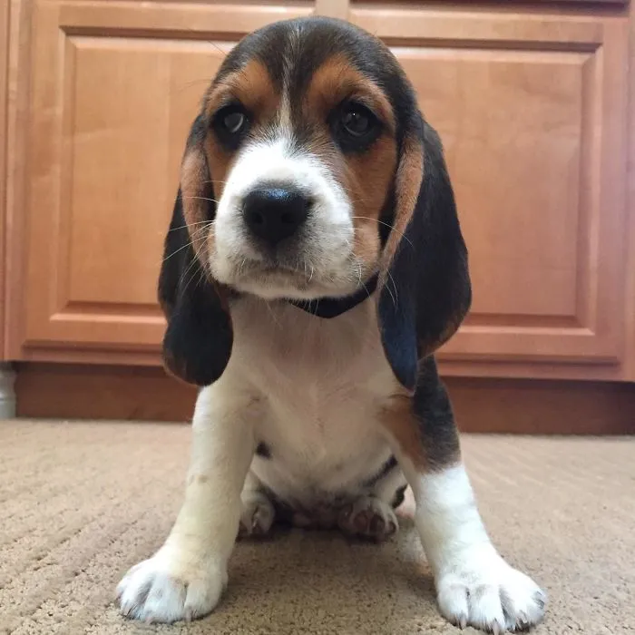 Cute puppy sitting on the carpet, with big eyes and floppy ears, in front of wooden cabinets.