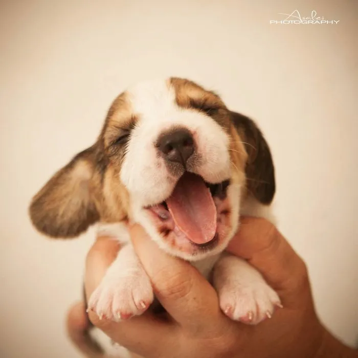 A cute puppy with its eyes closed, being gently held, and playfully yawning.