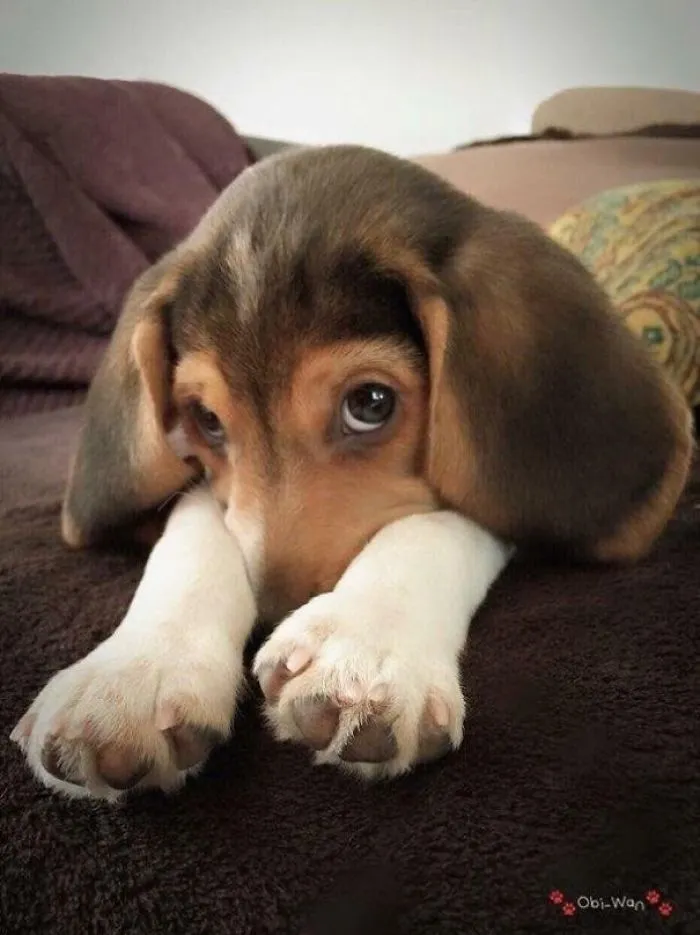 A cute puppy with big eyes and floppy ears lying on a brown blanket, showcasing adorable features.