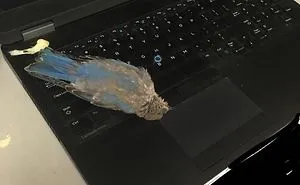 40 Epic Fails By People Who Are Having A Worse Day Than You