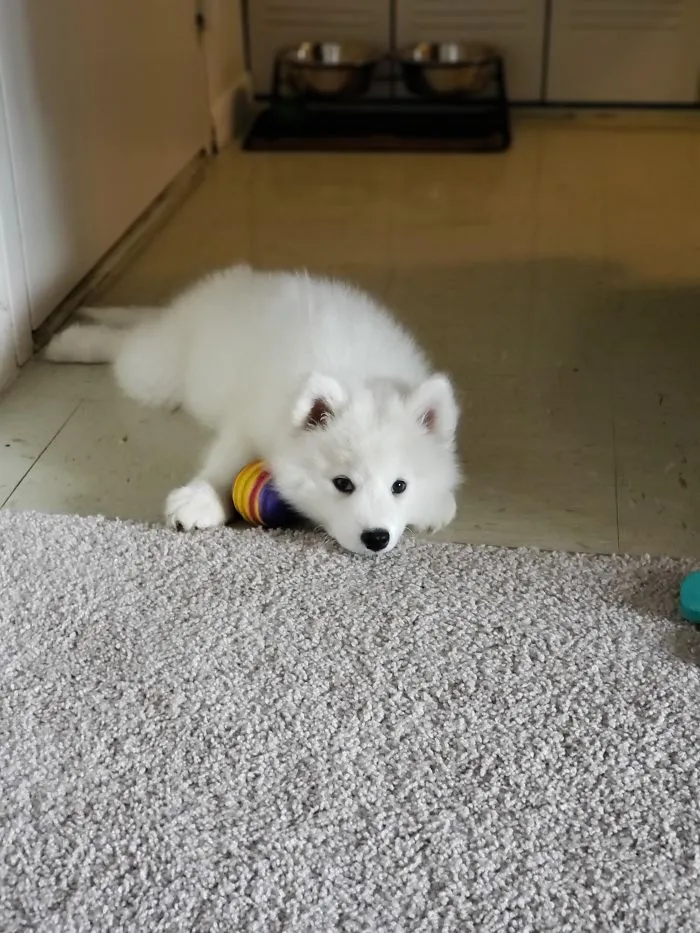 Adorable white puppy resting on carpet, playing with a colorful toy.