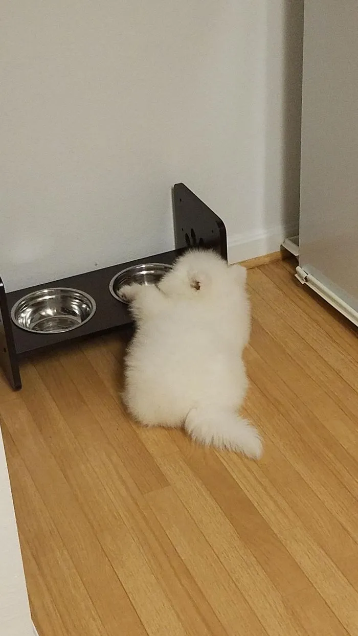 Fluffy white puppy reaching for a bowl on a wooden floor, showcasing one of the cutest puppies ever.